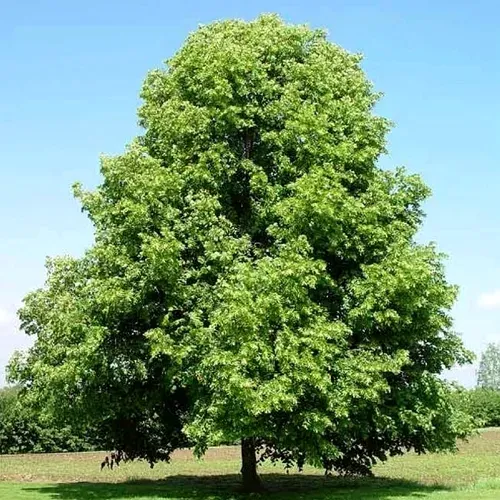 Липа мелколистная в Саратове