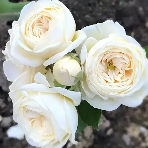 Роза АРТЕМИС шраб в Саратове